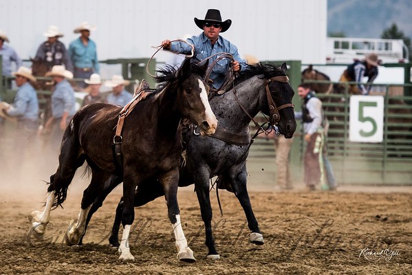 Richard Gill - Horse Rodeo